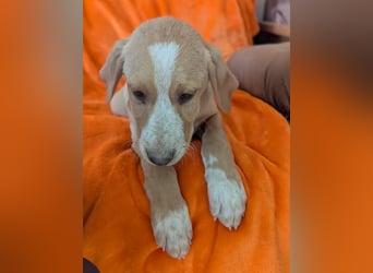 Moritz – freundlicher und tapferer junger Rüde 