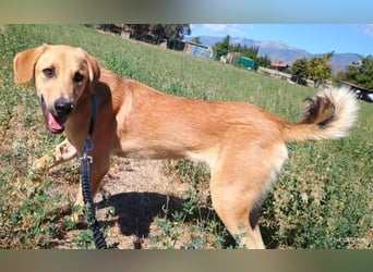 Petros, geb. ca. 12/2024, lebt in GRIECHENLAND, auf einer privaten Pflegestelle