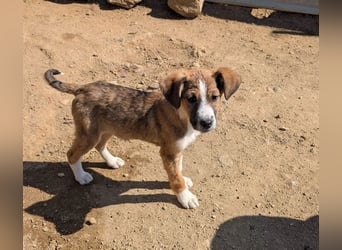 Pitou – mittendrin statt nur dabei 