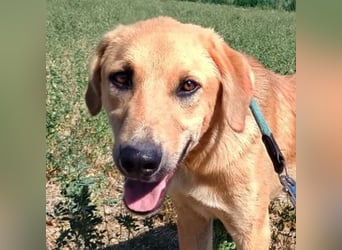 Petros, geb. ca. 12/2024, lebt in GRIECHENLAND, auf einer privaten Pflegestelle