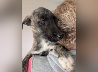 Phibi – wunderschöne gestromte Mischlingshündin 