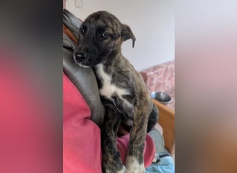 Phibi – wunderschöne gestromte Mischlingshündin 