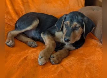 Vito – sanfter, neugieriger und verspielter junger Rüde 