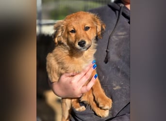 Skiouros – fröhlich und verspielt