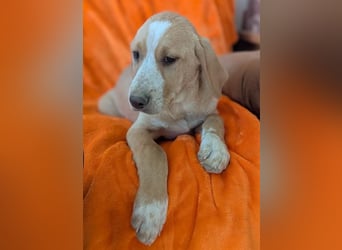 Moritz – freundlicher und tapferer junger Rüde 