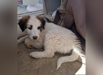 Leilani – kleiner flauschiger Teddy voller Lebenslust