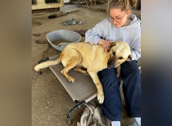 Brunella – freundliche Hündin mit Herz 