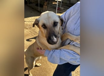 Brunella – freundliche Hündin mit Herz 