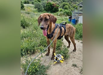 Diego - fröhlicher Jagdhund Mischling 