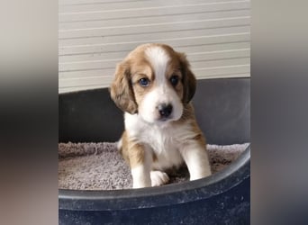 Woody – Schlappohren voller Tatendrang 