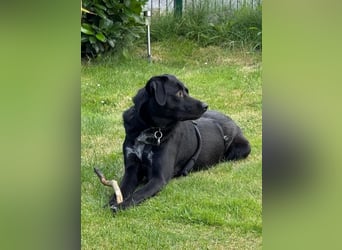 Mila möchte gerne ankommen, bereits in 47495 Rheinberg/NRW!