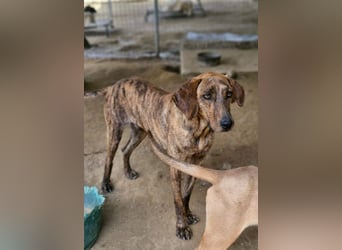 Diego - fröhlicher Jagdhund Mischling 