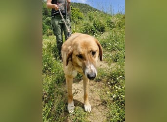 Bibi, eine wunderschöne Fellnase sucht ihr passendes Zuhause!