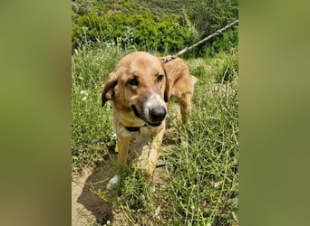 Bibi, eine wunderschöne Fellnase sucht ihr passendes Zuhause!