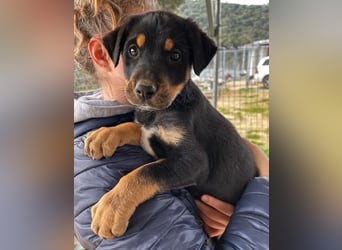 Pollux – fröhlicher junger Rüde mit wunderschöner Fellzeichnung 