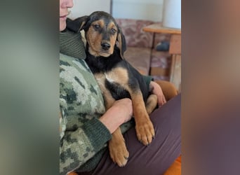 Vito – sanfter, neugieriger und verspielter junger Rüde 