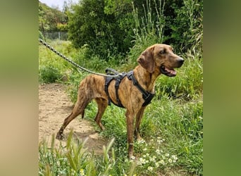 Diego - fröhlicher Jagdhund Mischling 