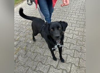 Mila möchte gerne ankommen, bereits in 47495 Rheinberg/NRW!