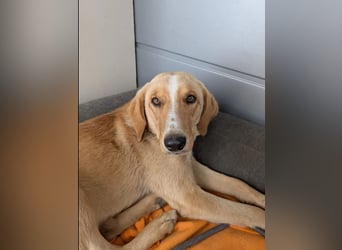 Casper sucht Menschen, die ihm die Welt zeigen!