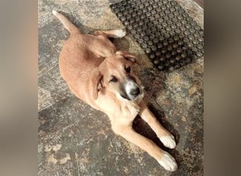 Bibi, eine wunderschöne Fellnase sucht ihr passendes Zuhause!