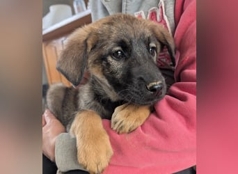 Kira – fröhliches Hundemädchen ❤️