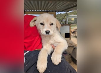 Philomena – neugierig, verspielt, mit feiner Zurückhaltung 