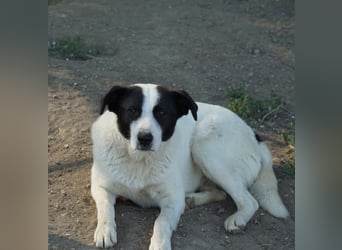 Capper, geb. ca. 06/2024, lebt in GRIECHENLAND, im städt. Tierheim Serres
