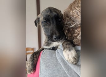 Phibi – wunderschöne gestromte Mischlingshündin 