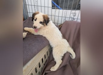 Leilani – kleiner flauschiger Teddy voller Lebenslust