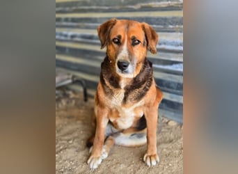 Angel – liebevoller Seniorin-Hund 