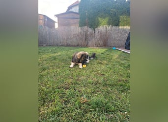 Selin auf Pflegestelle in 17111 Nossendorf (Mecklenburg-Vorpommern)