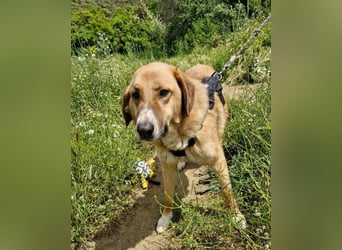 Bibi, eine wunderschöne Fellnase sucht ihr passendes Zuhause!