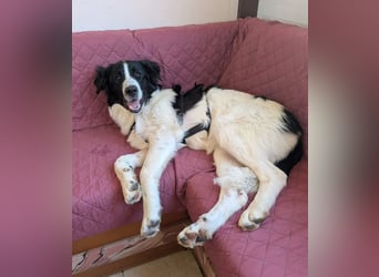 Lucy – die kleine Dame, die einfach vor der Tür stand 
