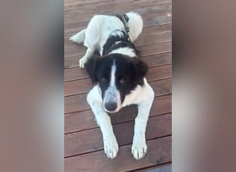 Lucy – die kleine Dame, die einfach vor der Tür stand 