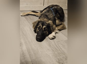 Selin auf Pflegestelle in 17111 Nossendorf (Mecklenburg-Vorpommern)