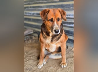 Angel – liebevoller Seniorin-Hund 