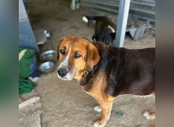 Angel – liebevoller Seniorin-Hund 