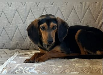 Gundi – vorsichtig und zurückhaltend 