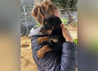 Pollux – fröhlicher junger Rüde mit wunderschöner Fellzeichnung 