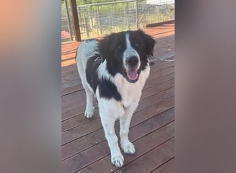 Lucy – die kleine Dame, die einfach vor der Tür stand 
