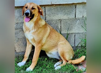 Bibi, eine wunderschöne Fellnase sucht ihr passendes Zuhause!