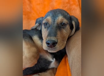 Vito – sanfter, neugieriger und verspielter junger Rüde 