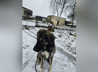 Selin auf Pflegestelle in 17111 Nossendorf (Mecklenburg-Vorpommern)