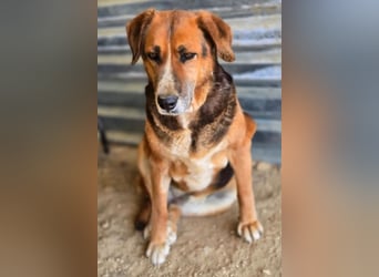 Angel – liebevoller Seniorin-Hund 