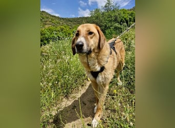 Bibi, eine wunderschöne Fellnase sucht ihr passendes Zuhause!
