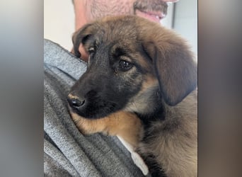 Kira – fröhliches Hundemädchen ❤️