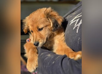 Skiouros – fröhlich und verspielt