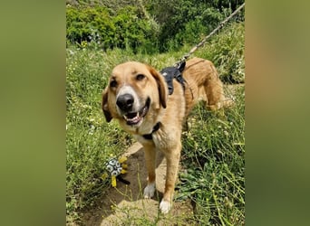 Bibi, eine wunderschöne Fellnase sucht ihr passendes Zuhause!