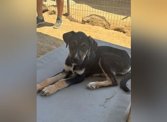 Nemo – verspielter Welpe, auf der Suche nach Vertrauen! Bereits auf PS in 53925 Kall/NRW!