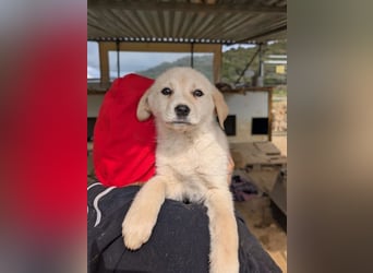 Philomena – neugierig, verspielt, mit feiner Zurückhaltung 